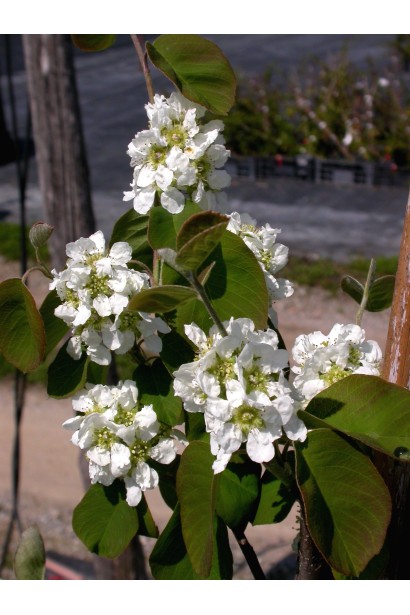 Amelanchier alnifolia Honeywood